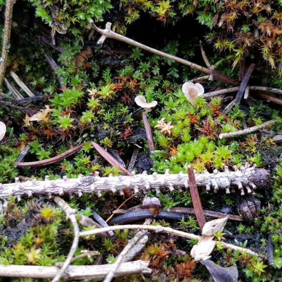 Arrhenia: Mushroom in habitat Garden in the NatureSpots App