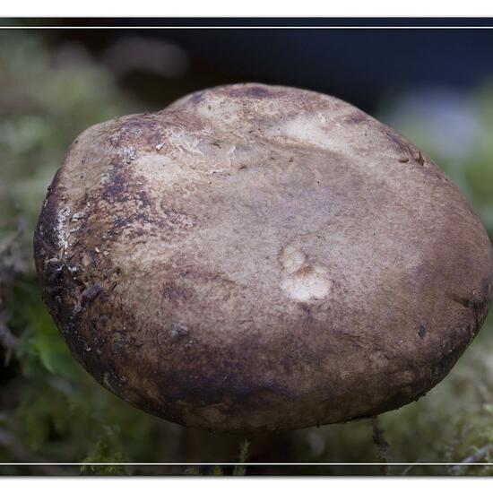 Lactarius necator: Mushroom in nature in the NatureSpots App