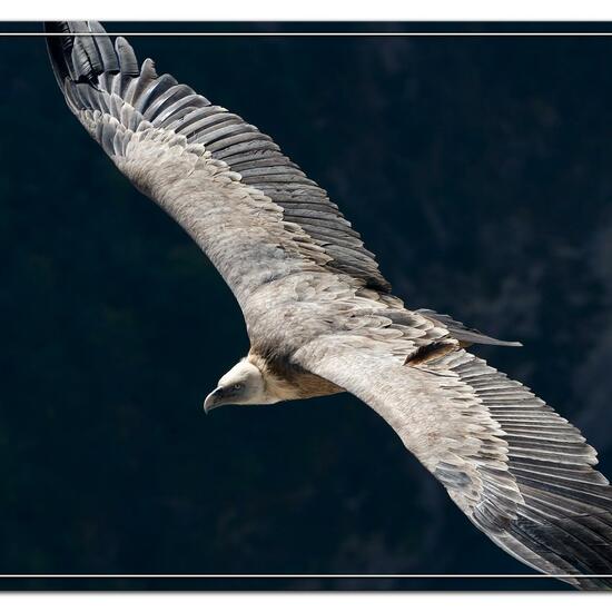 Griffon Vulture: Animal in habitat Rock areas in the NatureSpots App
