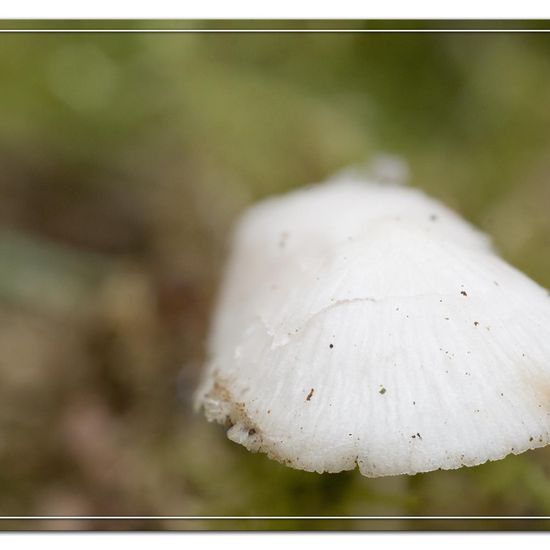 Volvariella hypopithys: Pilz im Habitat Strasse/Verkehr in der NatureSpots App