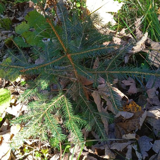 Abies pindrow: Plant in habitat Temperate forest in the NatureSpots App