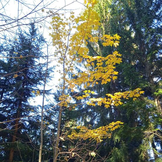 Feinzähniger Ahorn: Pflanze im Habitat Wald der gemäßigten Breiten in der NatureSpots App