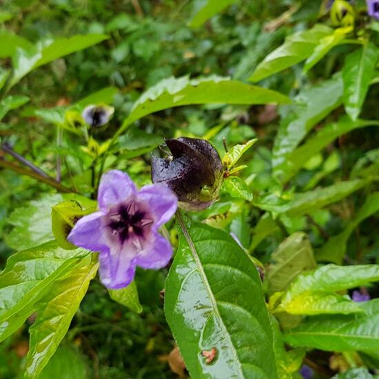 Nicandra physalodes: Plant in habitat Grassland in the NatureSpots App