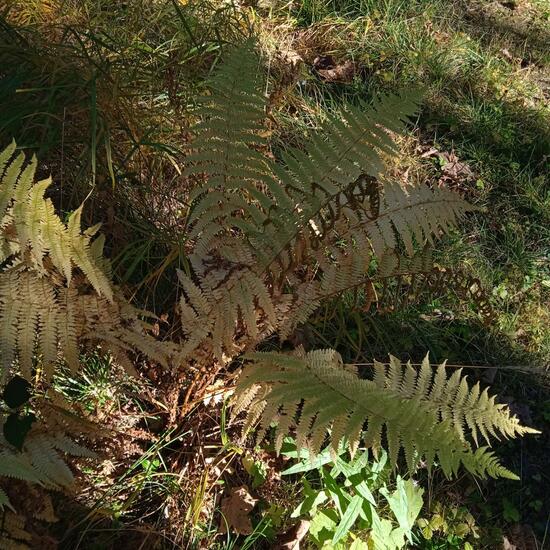 Echte Farne: Pflanze im Habitat Wald der gemäßigten Breiten in der NatureSpots App