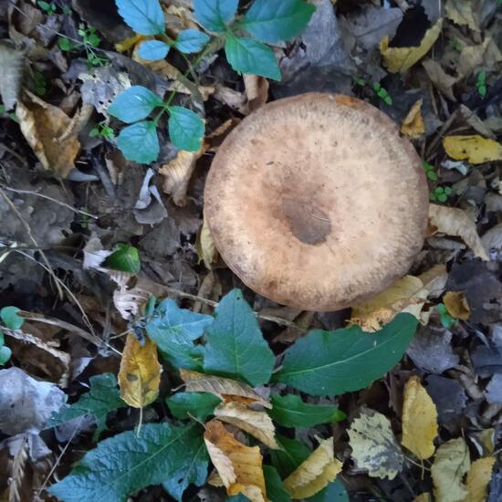 Unknown species: Mushroom in habitat Temperate forest in the NatureSpots App