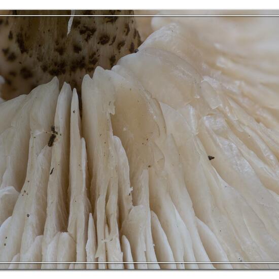 Melanoleuca verrucipes: Mushroom in habitat Road or Transportation in the NatureSpots App
