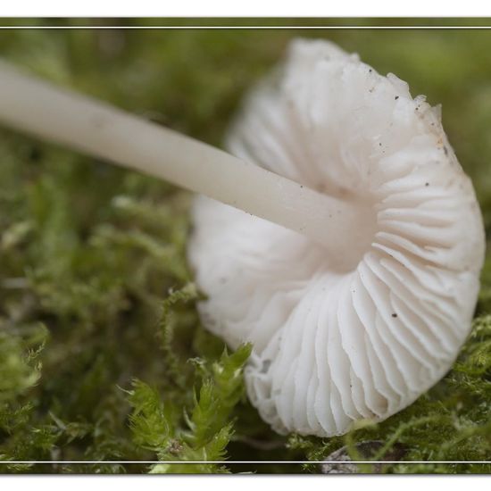 Volvariella hypopithys: Pilz im Habitat Strasse/Verkehr in der NatureSpots App