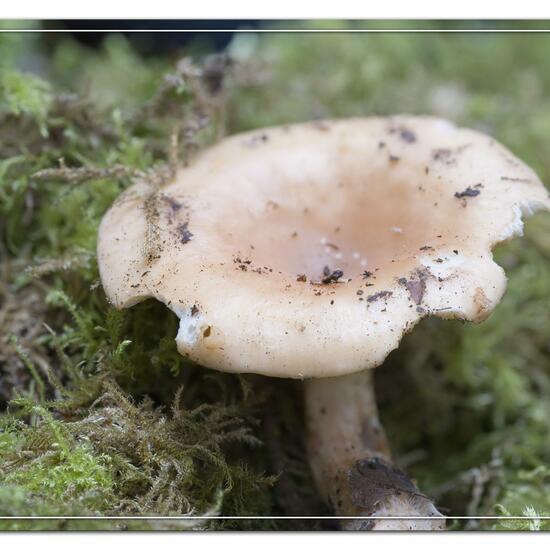 Paralepista flaccida: Mushroom in habitat Road or Transportation in the NatureSpots App