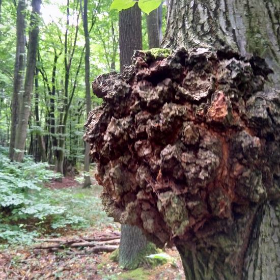 andere Art: Pflanze im Habitat Wald der gemäßigten Breiten in der NatureSpots App