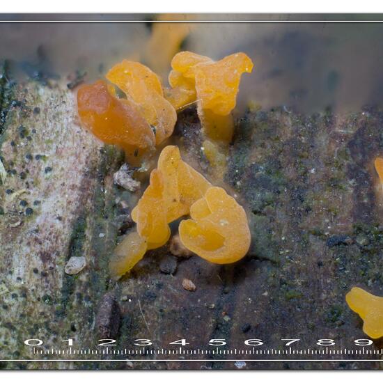 Calocera cornea: Mushroom in habitat Garden in the NatureSpots App