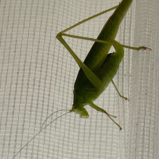 Sickle-bearing bush-cricket: Animal in habitat Living space or Indoor in the NatureSpots App