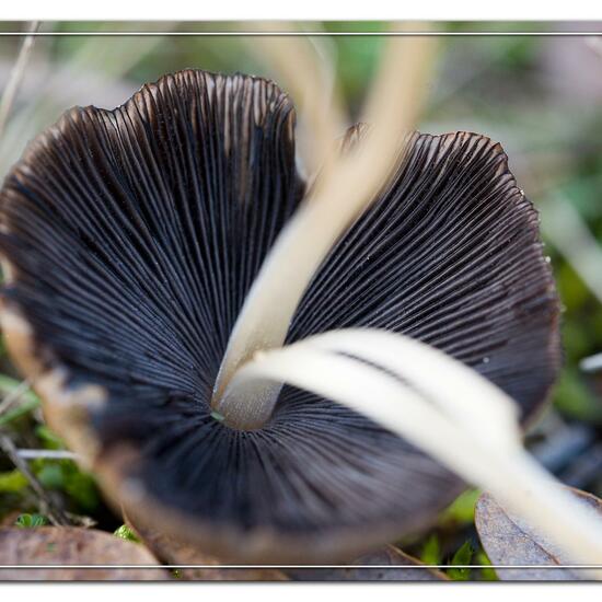 Coprinellus micaceus: Mushroom in habitat Grassland in the NatureSpots App