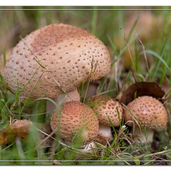 Echinoderma asperum: Mushroom in habitat Grassland in the NatureSpots App