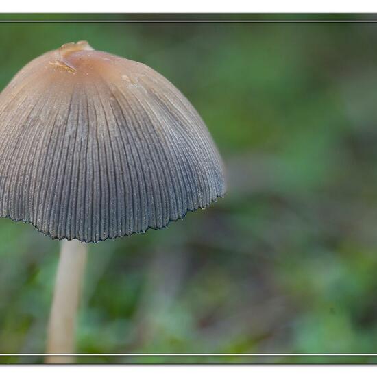Coprinellus micaceus: Mushroom in habitat Grassland in the NatureSpots App