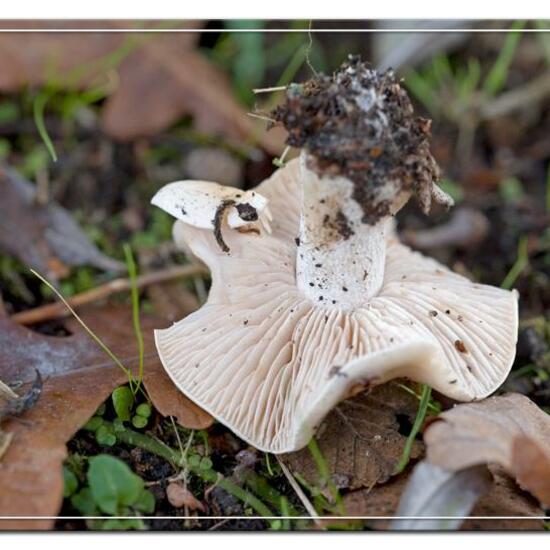 Hebeloma: Mushroom in habitat Grassland in the NatureSpots App