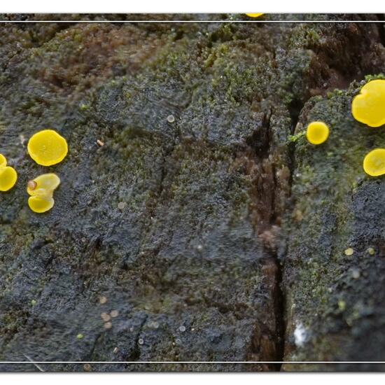 Bisporella sulfurina: Mushroom in habitat Natural Meadow in the NatureSpots App