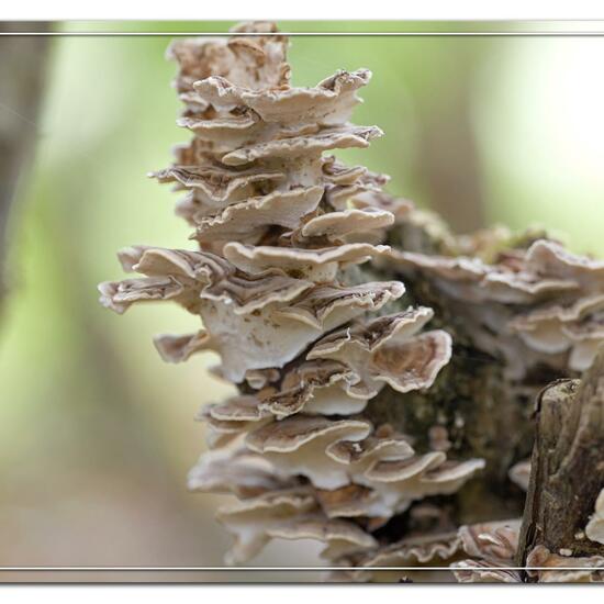 Trametes versicolor: Mushroom in habitat Grassland in the NatureSpots App