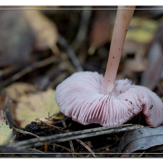 Mycena rosea: Mushroom in habitat Grassland in the NatureSpots App
