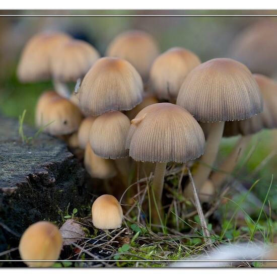 Coprinellus micaceus: Mushroom in nature in the NatureSpots App