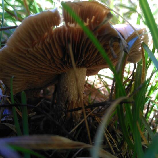 Hebeloma: Mushroom in habitat Temperate forest in the NatureSpots App