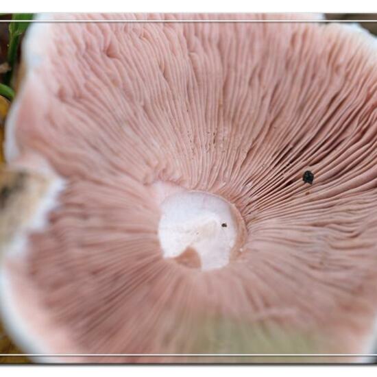 Agaricus silvaticus: Mushroom in habitat Grassland in the NatureSpots App