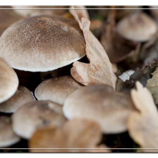 Tricholoma argyraceum: Mushroom in habitat Grassland in the NatureSpots App