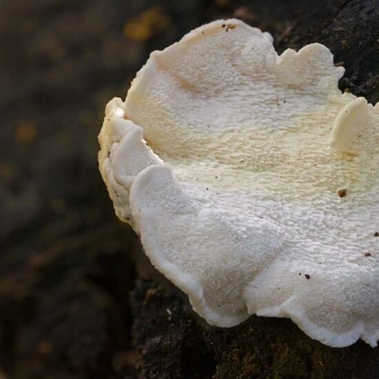 Trametes suaveolens: Mushroom in habitat Grassland in the NatureSpots App