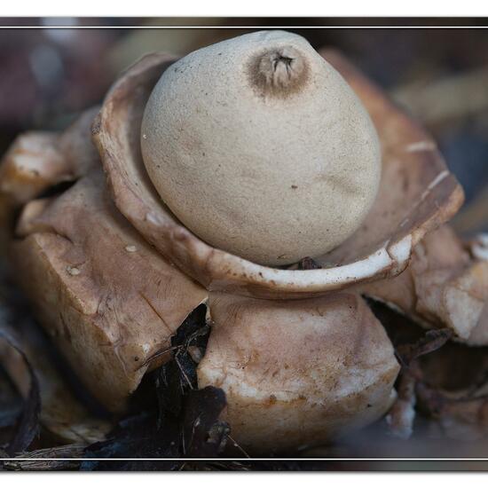 Geastrum triplex: Mushroom in habitat Grassland in the NatureSpots App
