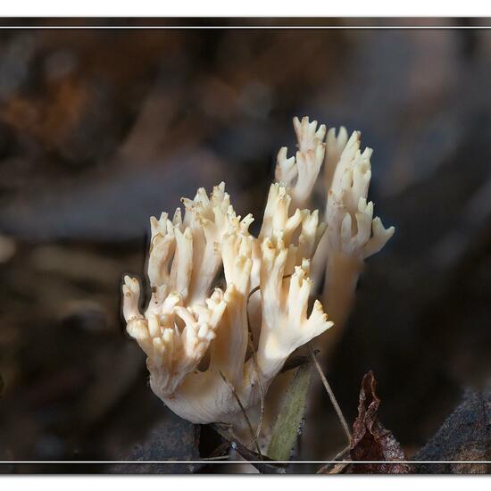 Ramaria stricta: Mushroom in habitat Grassland in the NatureSpots App