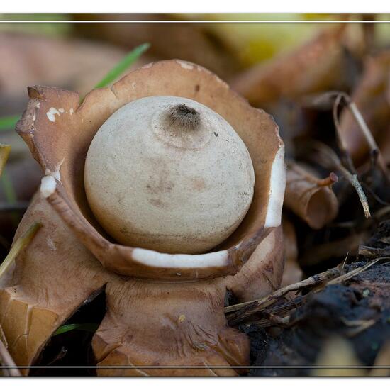Geastrum triplex: Mushroom in habitat Grassland in the NatureSpots App