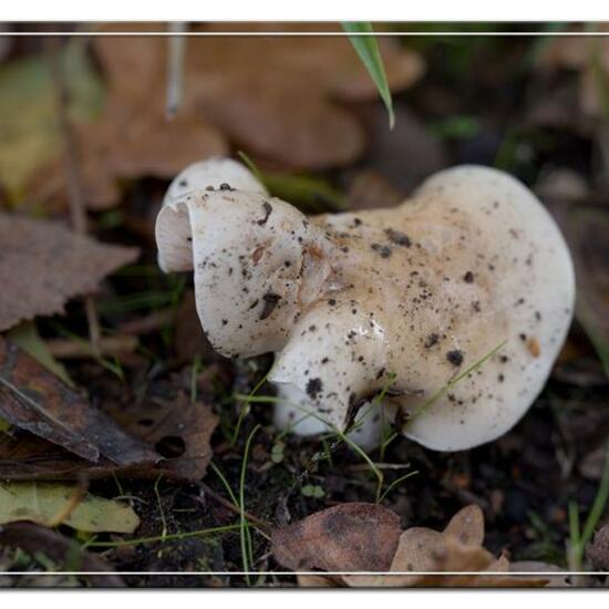 Hebeloma: Mushroom in habitat Grassland in the NatureSpots App