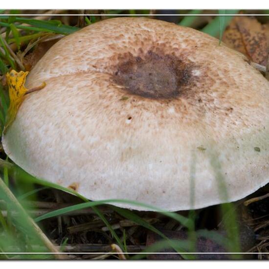Agaricus silvaticus: Mushroom in habitat Grassland in the NatureSpots App