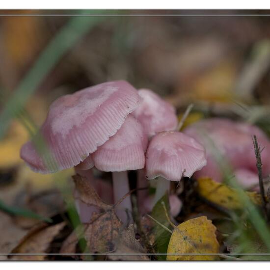 Mycena rosea: Mushroom in habitat Grassland in the NatureSpots App