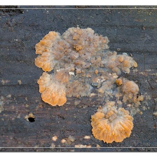 Phlebia radiata: Mushroom in habitat Grassland in the NatureSpots App