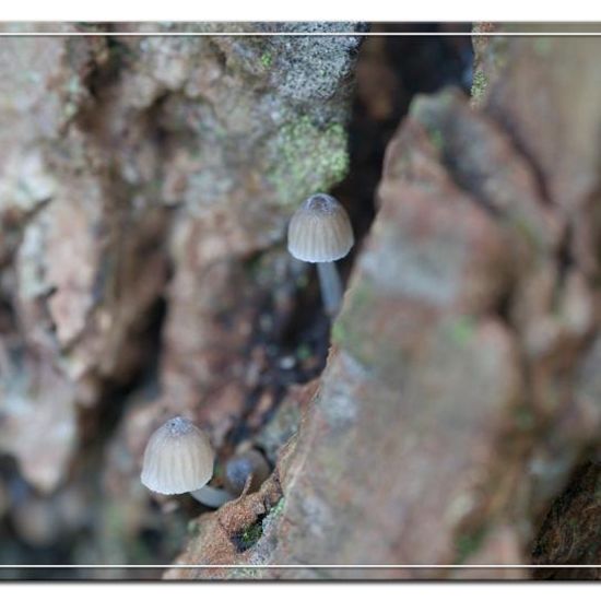 Mycena pseudocorticola: Mushroom in habitat Road or Transportation in the NatureSpots App