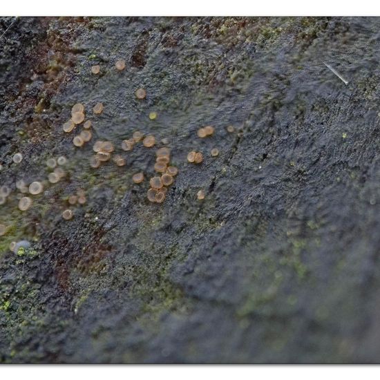 Flagelloscypha minutissima: Mushroom in habitat Semi-natural grassland in the NatureSpots App