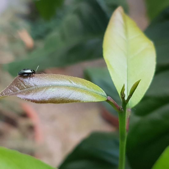 Coleoptera: Animal in habitat Backyard in the NatureSpots App