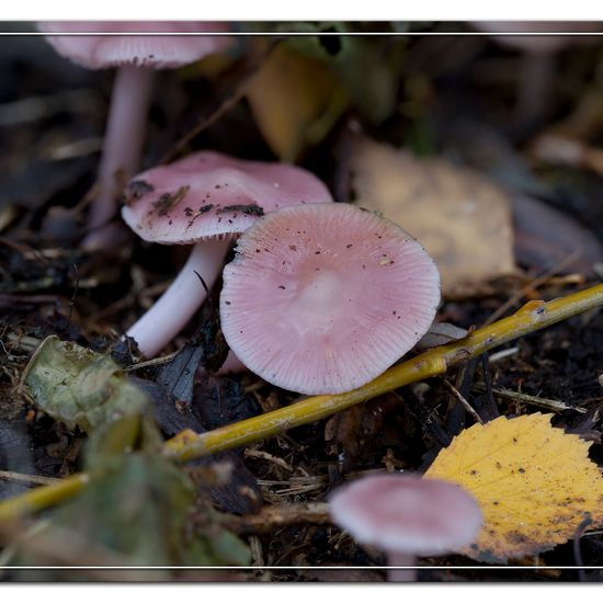 Xylaria hypoxylon: Mushroom in habitat Semi-natural grassland in the NatureSpots App
