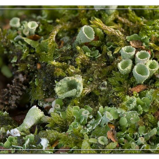 Cladonia humilis: Mushroom in habitat Road or Transportation in the NatureSpots App