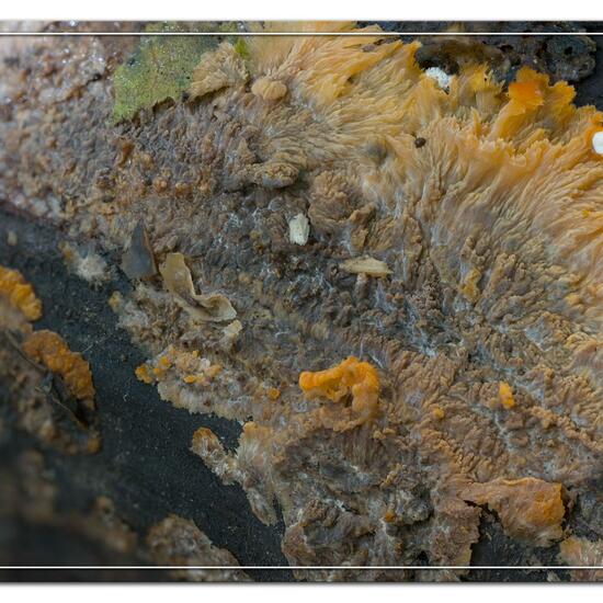 Phlebia radiata: Mushroom in habitat Grassland in the NatureSpots App