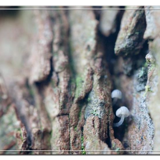 Mycena pseudocorticola: Mushroom in habitat Road or Transportation in the NatureSpots App