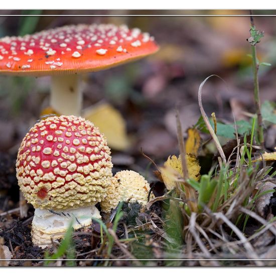 Agaricus muscarius: Mushroom in habitat Semi-natural grassland in the NatureSpots App