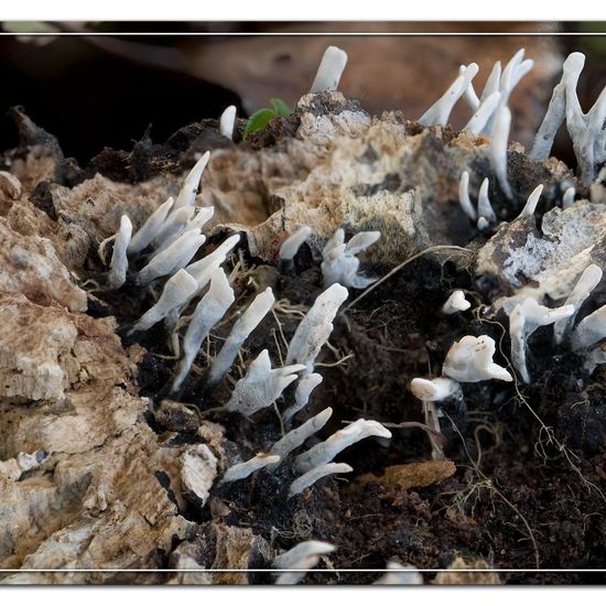 Xylaria hypoxylon: Mushroom in habitat Semi-natural grassland in the NatureSpots App