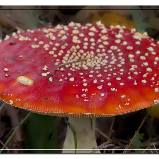 Agaricus muscarius: Mushroom in habitat Semi-natural grassland in the NatureSpots App