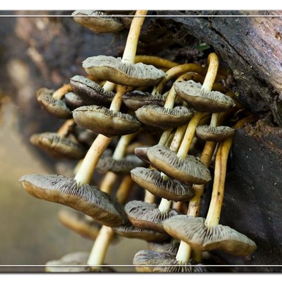 Hypholoma fasciculare: Mushroom in habitat Semi-natural grassland in the NatureSpots App