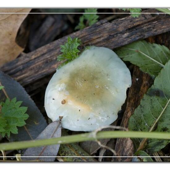 Stropharia caerulea: Mushroom in habitat Grassland in the NatureSpots App
