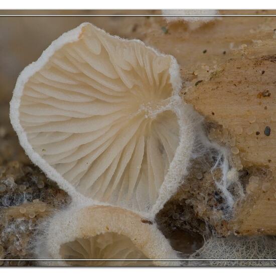 Crepidotus variabilis: Mushroom in habitat Natural in the NatureSpots App