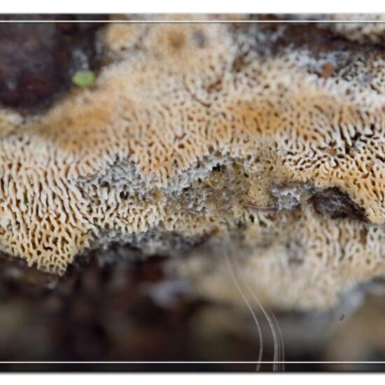 Schizopora paradoxa: Mushroom in nature in the NatureSpots App
