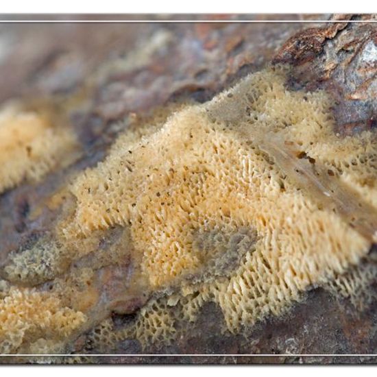 Schizopora paradoxa: Mushroom in nature in the NatureSpots App