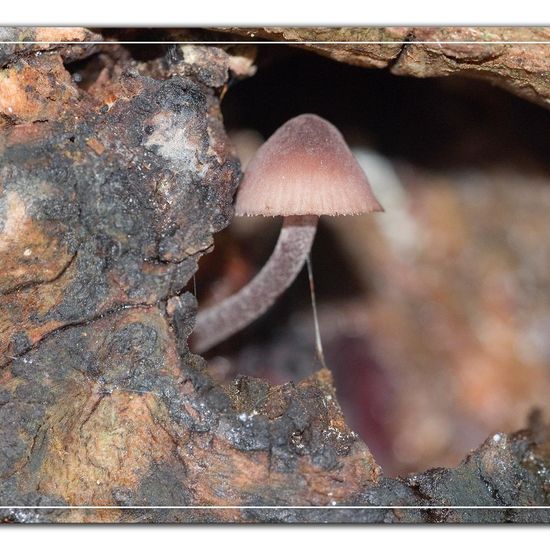 Mycena haematopus: Mushroom in habitat Road or Transportation in the NatureSpots App